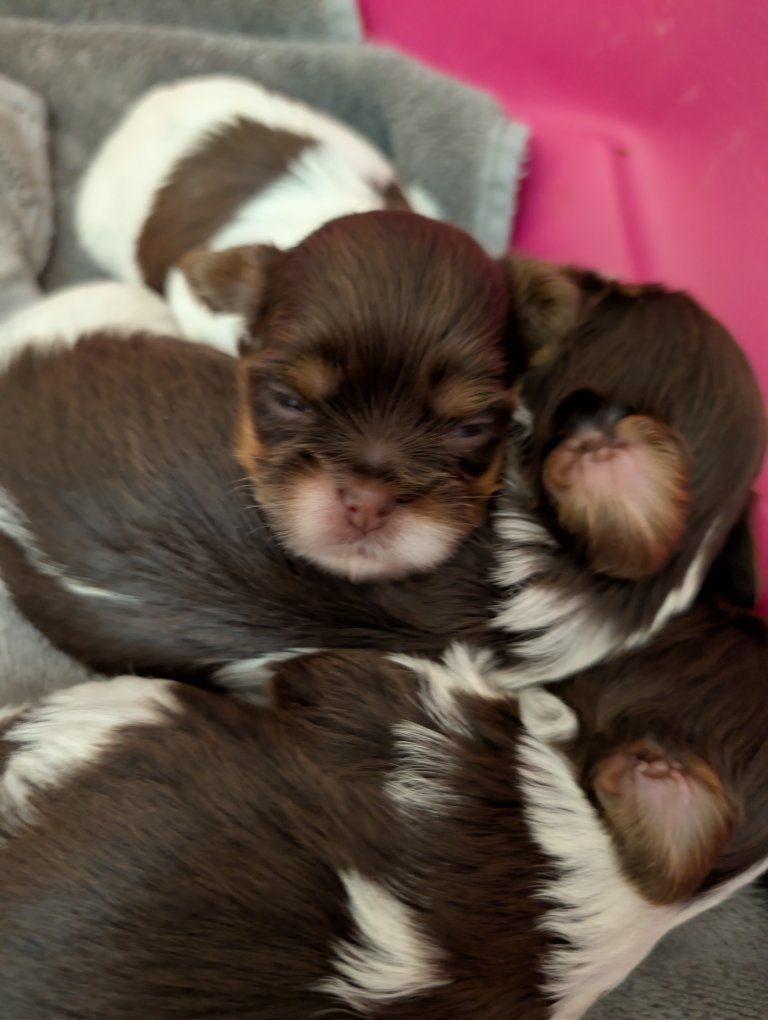 Tea Cup Chocolate Parti Yorkies