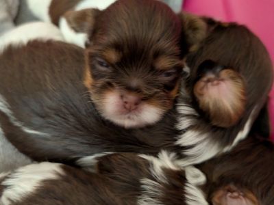 Tea Cup Chocolate Parti Yorkies