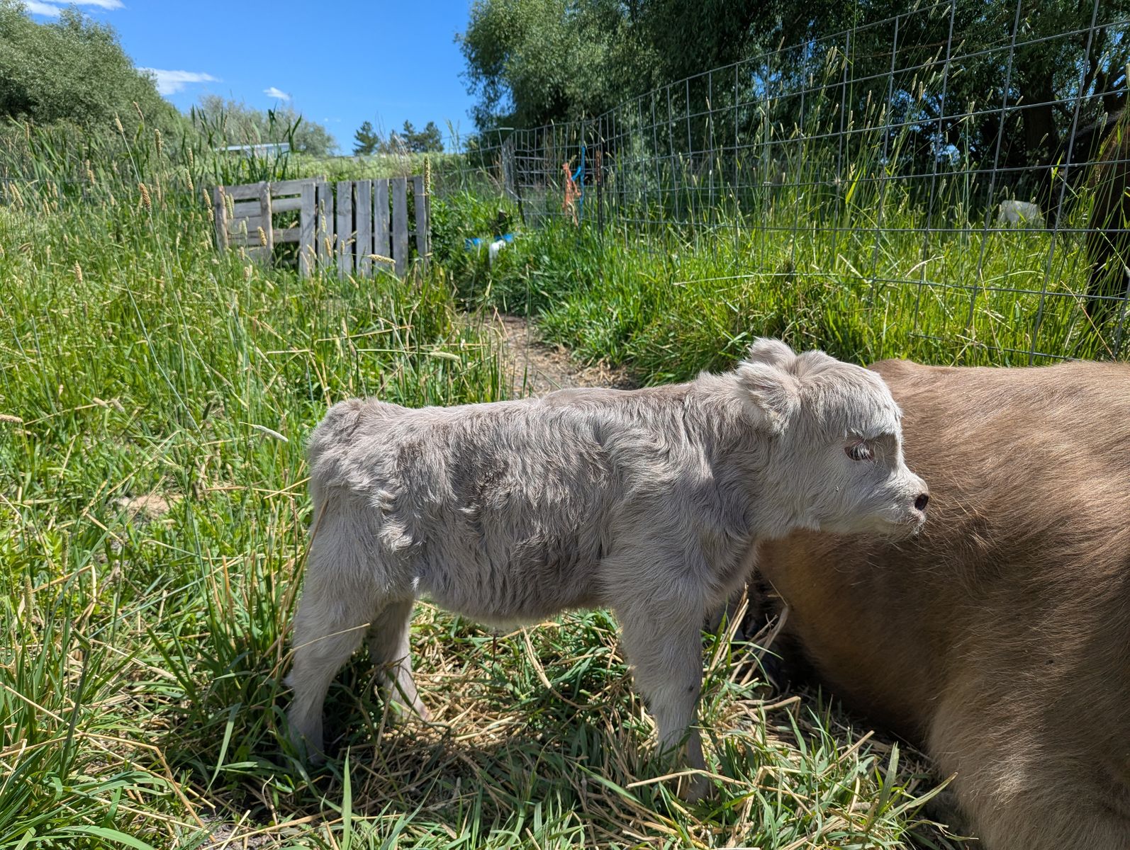 Micro highland heifer