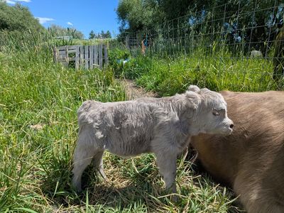 Micro highland heifer