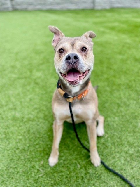 A160476 Hachi is Available for Adoption!