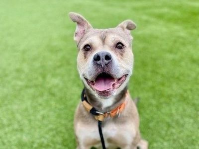 A160476 Hachi is Available for Adoption!