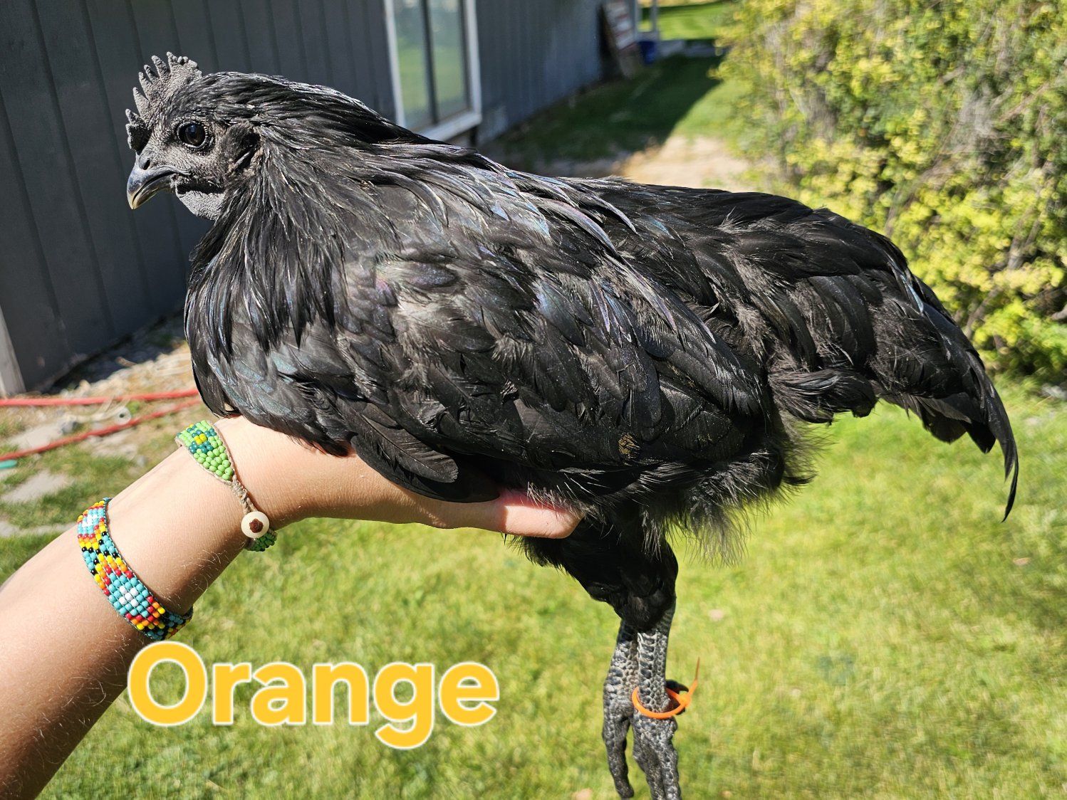 Ayam Cemani Cockerals