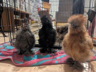 free silkie roosters