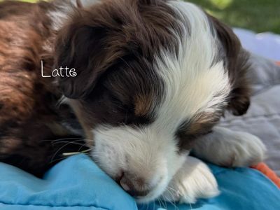 Pure Bred Miniature Austrailian Shepherd