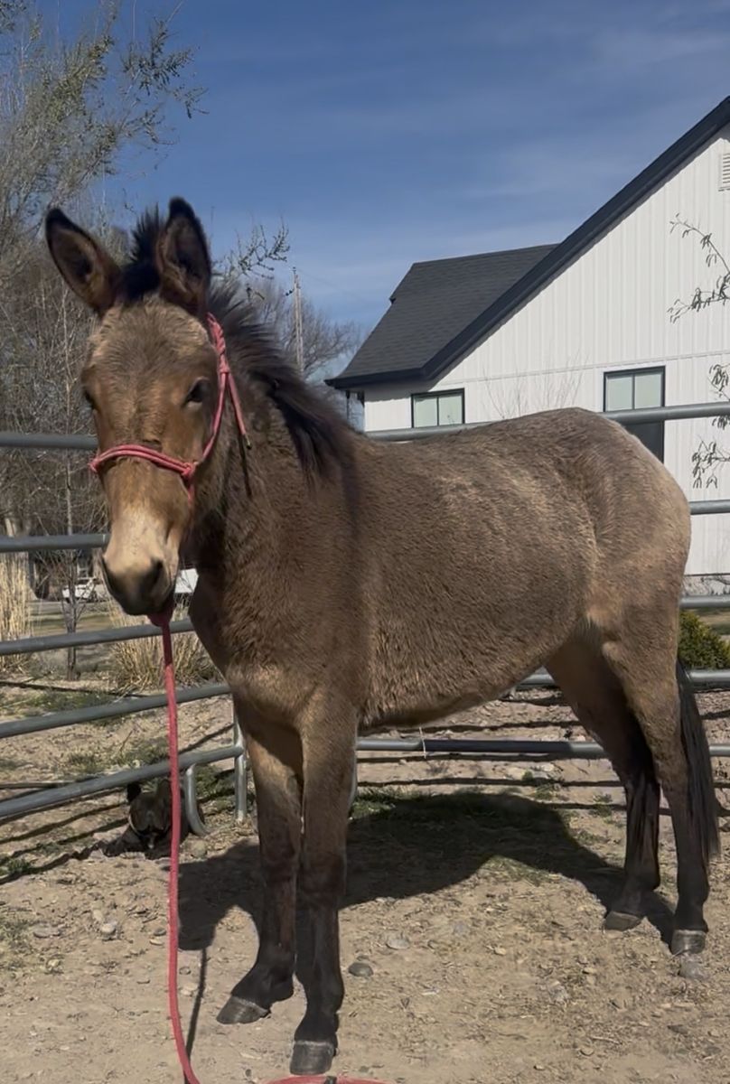 MULE 2 Year Old Molly
