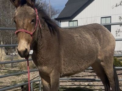 MULE 2 Year Old Molly