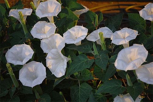 FREE Healthy White Moon Plant Seeds - FREE