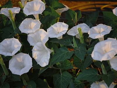 FREE Healthy White Moon Plant Seeds - FREE