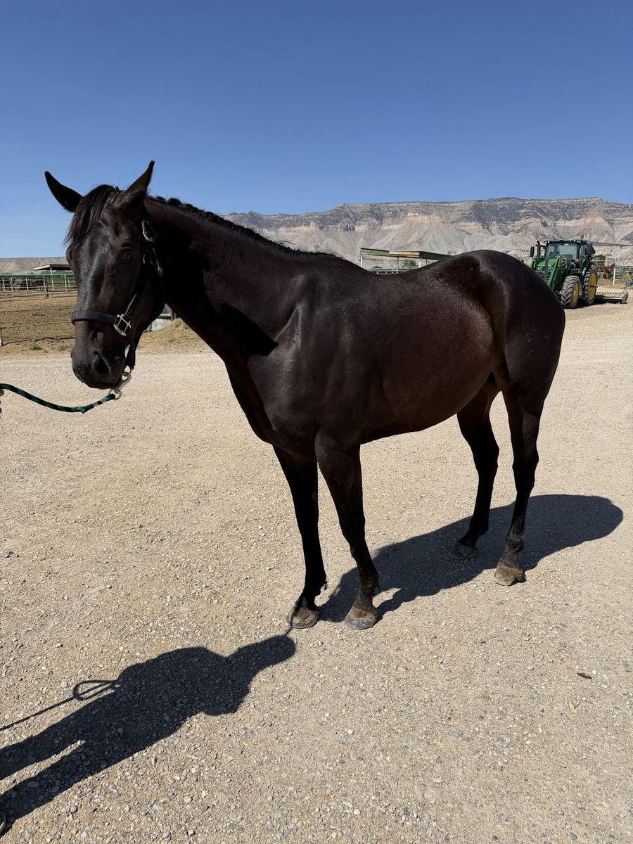 4 yr old appendix bred gelding