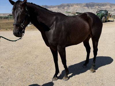 4 yr old appendix bred gelding