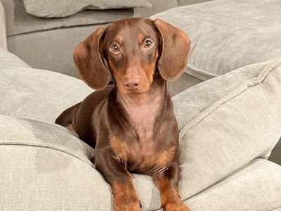 Wiener Datsun
