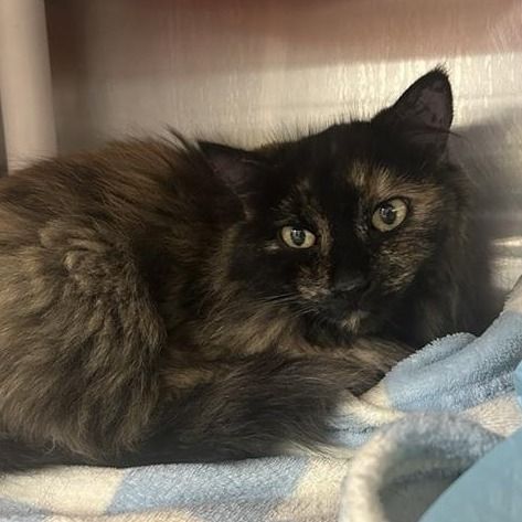 Hello my name is Daffodil