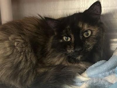 Hello my name is Daffodil