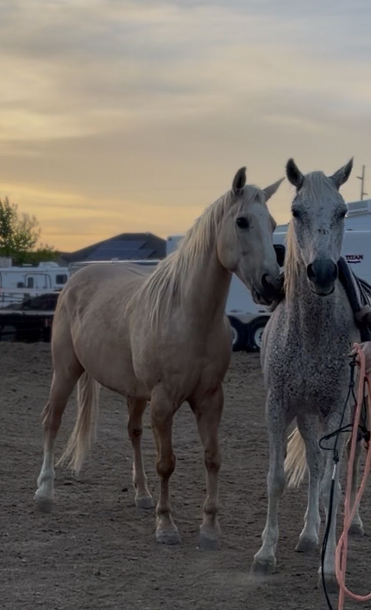 Broke geldings for sale