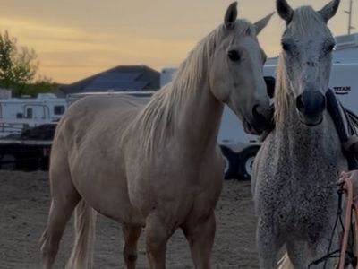 Broke geldings for sale