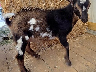 Registered Purebred POLLED Nigerian Dwarf Buckling