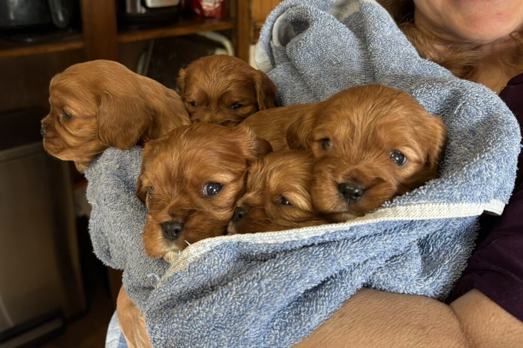 Adorable Cavalier King Charles Spaniel Pups