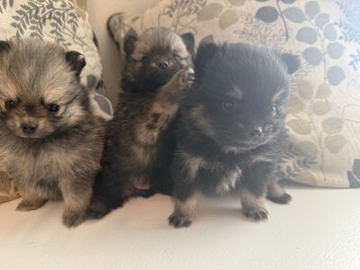 Teacup Pomeranian