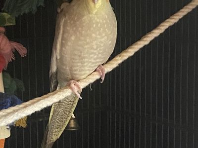 Budgee,and cockatiel