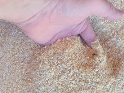 24% Quail or chicken feed.