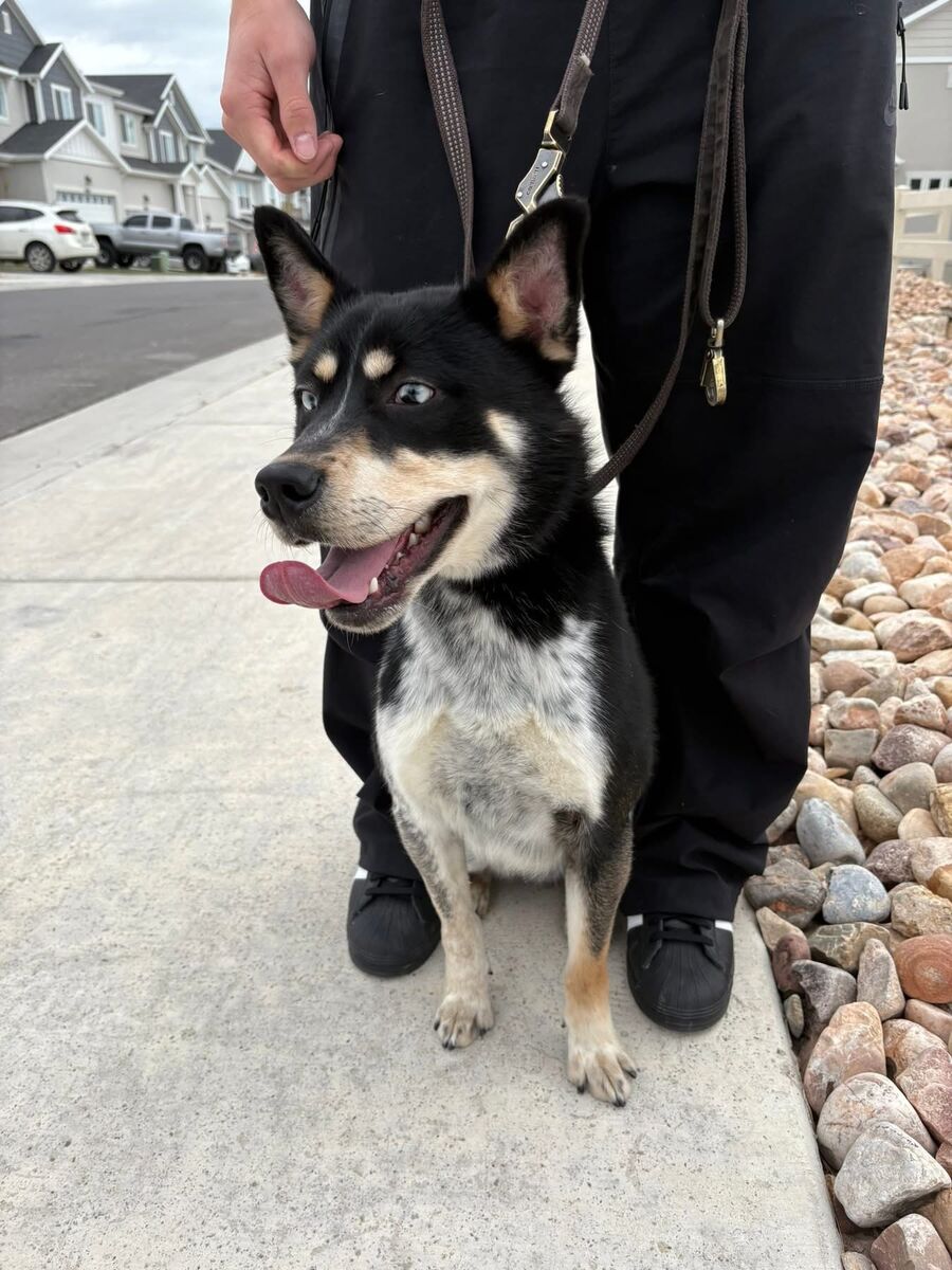 Pomsky Blue Heeler Mix