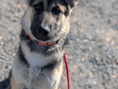 Professionally Trained German Shepherd