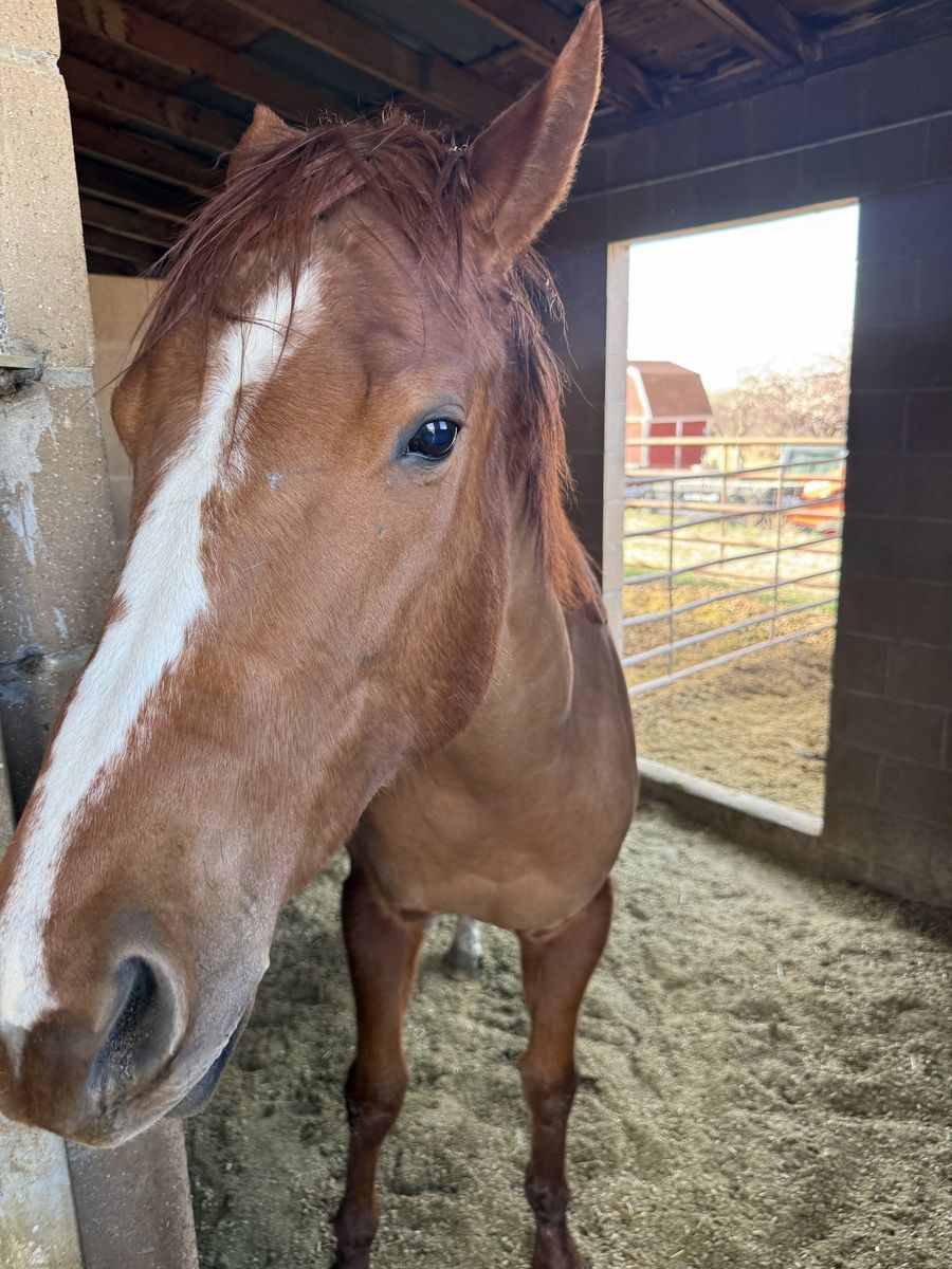5 yr old Sorrel Thoroughbred Mare Well-Trained Western Riding