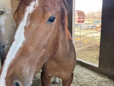 5 yr old Sorrel Thoroughbred Mare Well-Trained Western Riding
