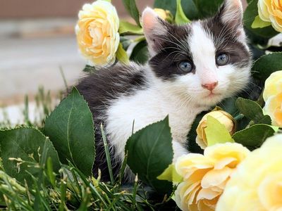 baby kittens 3 left super friendly