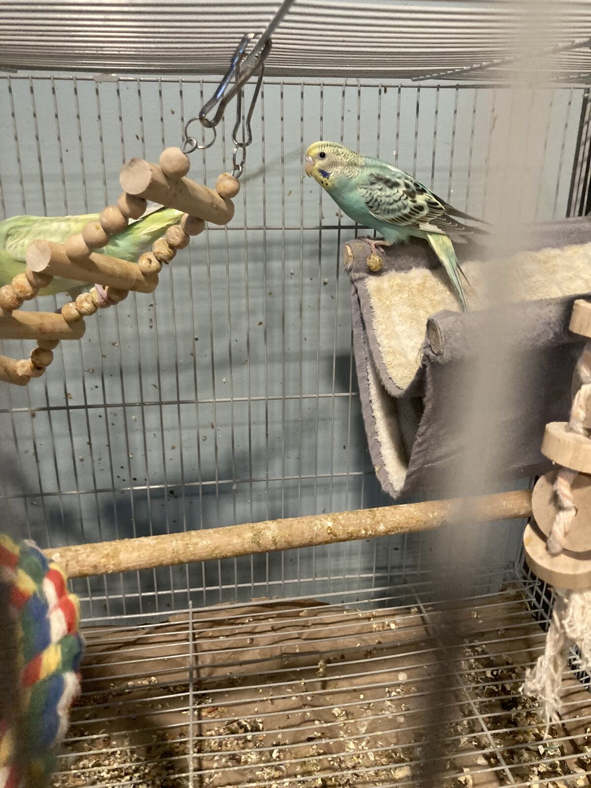 Baby Budgie/parakeets One Female Avalible