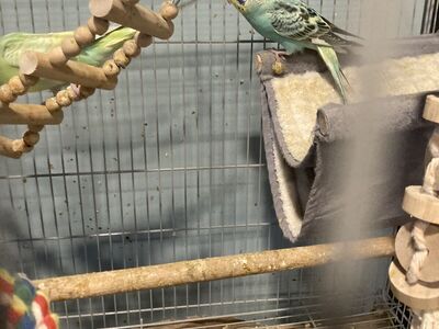 Baby Budgie/parakeets One Female Avalible