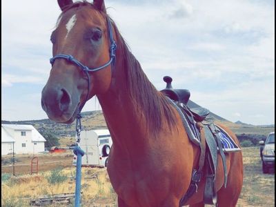 8 Year Old Thoroughbred/Quarter Horse gelding