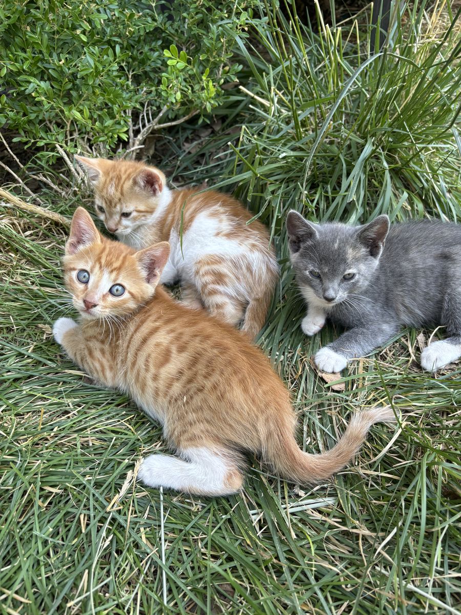 Outdoor Kittens for sale! (Four)