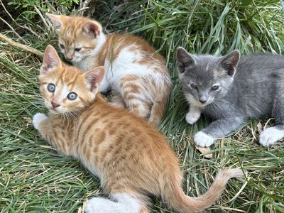 Outdoor Kittens for sale! (Four)