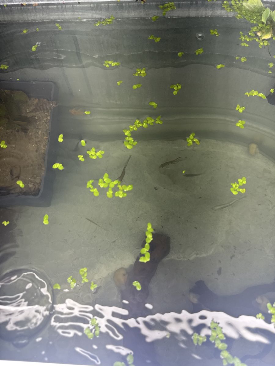 Fish
