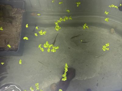 Fish