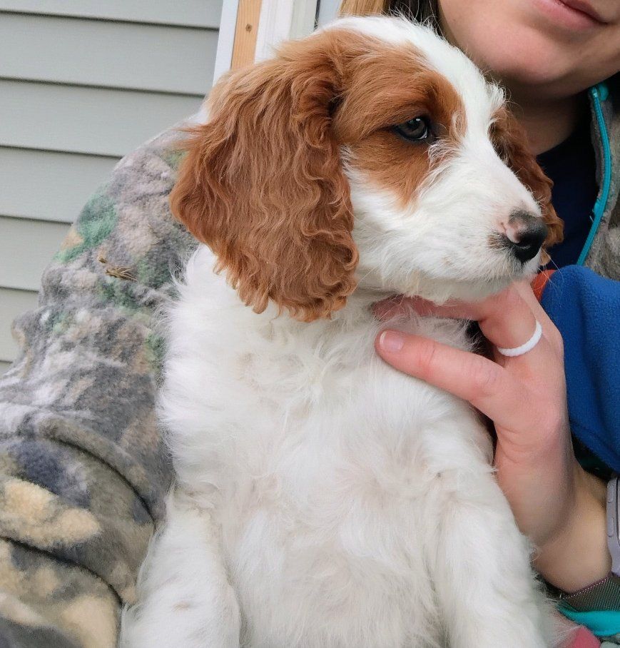 F1 Mini Brittany Doodle