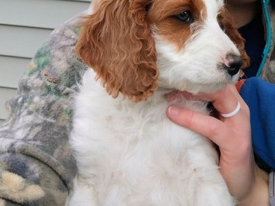 F1 Mini Brittany Doodle