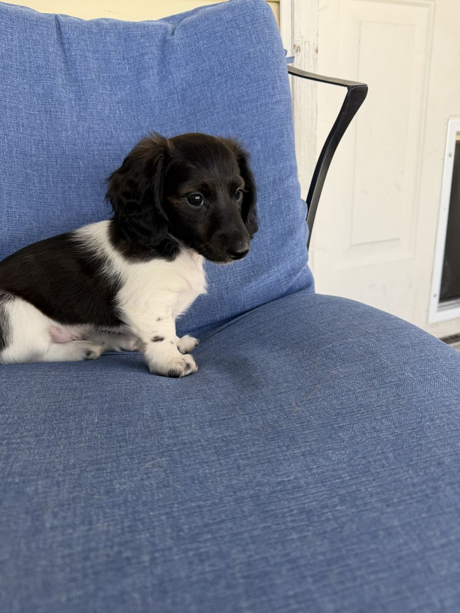Dachshund