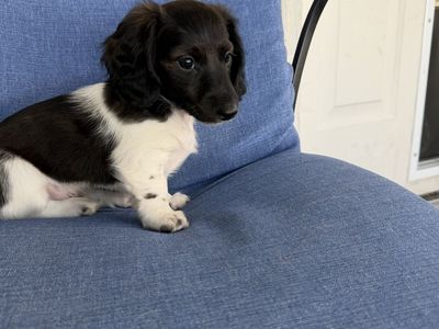 Dachshund