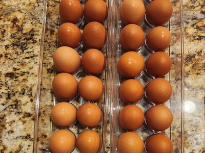 Farm Fresh Eggs $3/dozen