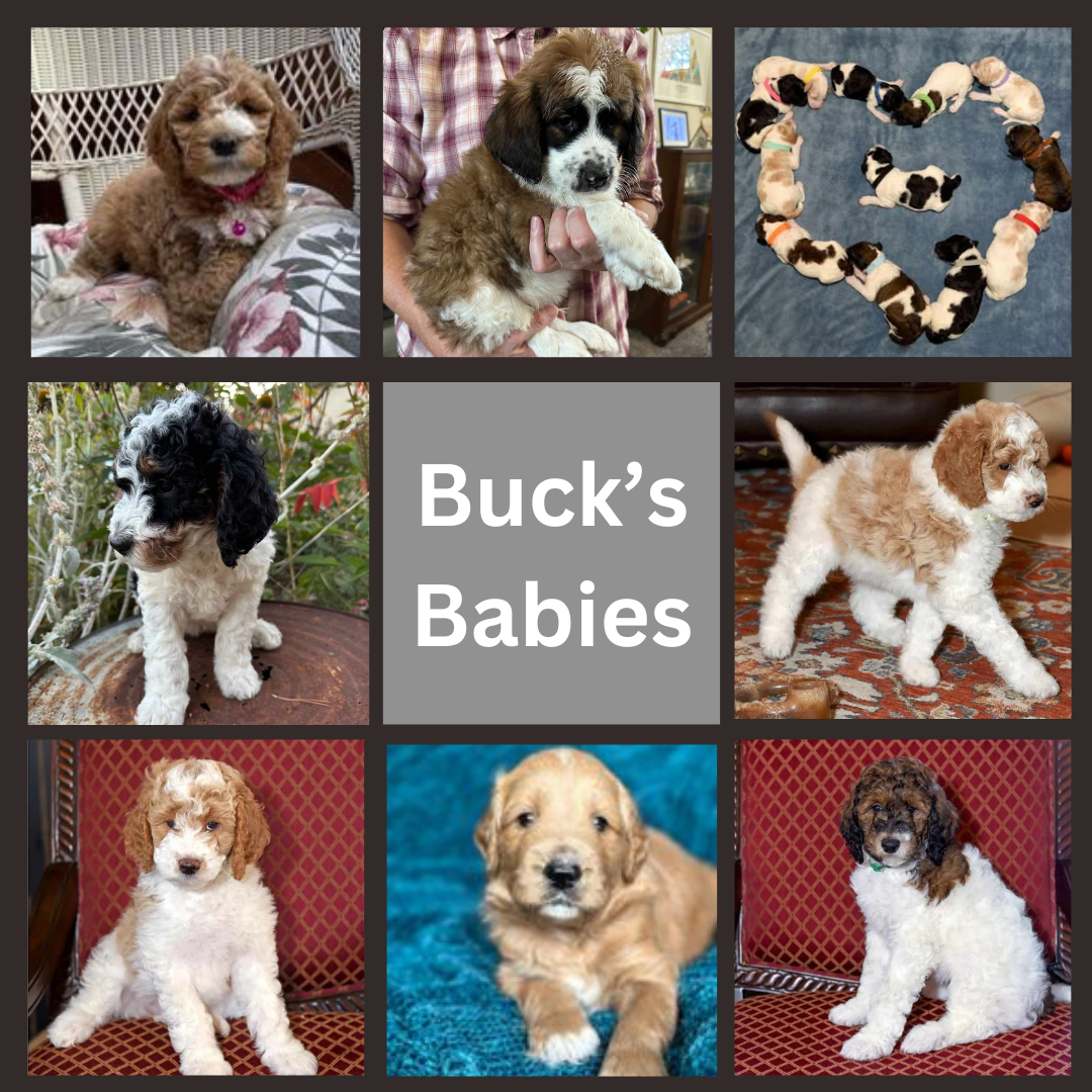 AKC 18lbs Health Tested Clear Red Parti Tri Poodle - Breed with Goldendoodle Golden Doodle Bernedoodle Aussiedoodle