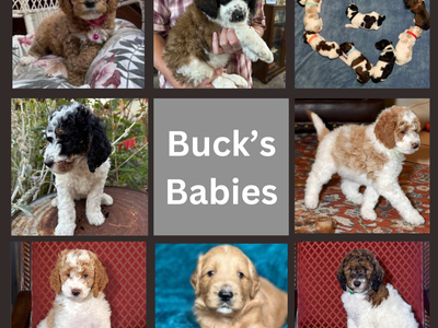 AKC 18lbs Health Tested Clear Red Parti Tri Poodle - Breed with Goldendoodle Golden Doodle Bernedoodle Aussiedoodle