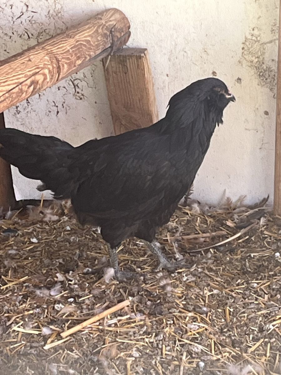Ameracauna Pullet (15 months old)