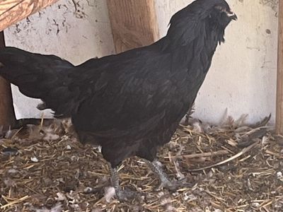 Ameracauna Pullet (15 months old)