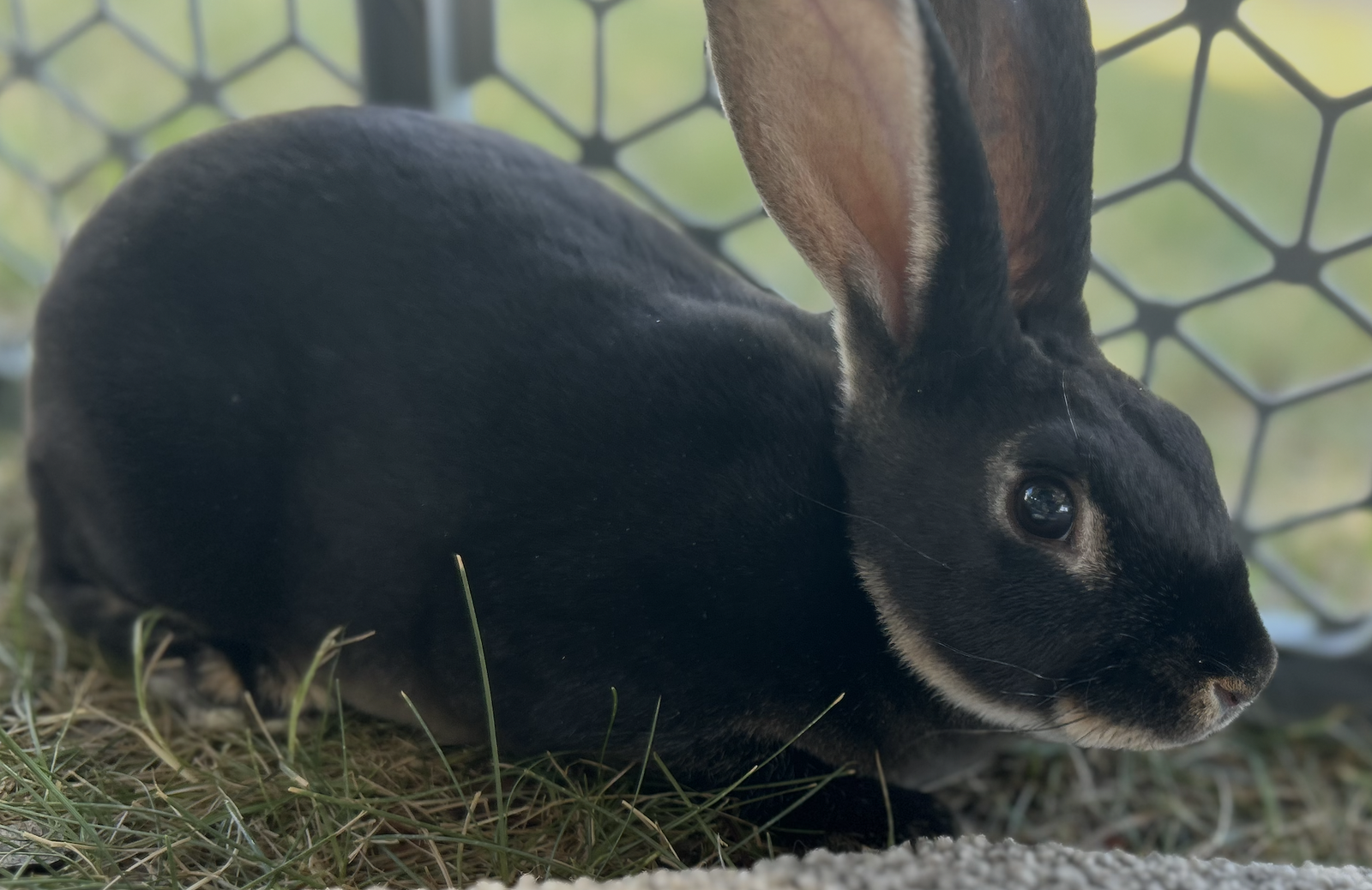 Rex Rabbit Doe BLACK OTTER