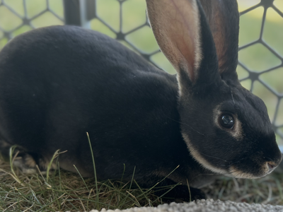 Rex Rabbit Doe BLACK OTTER