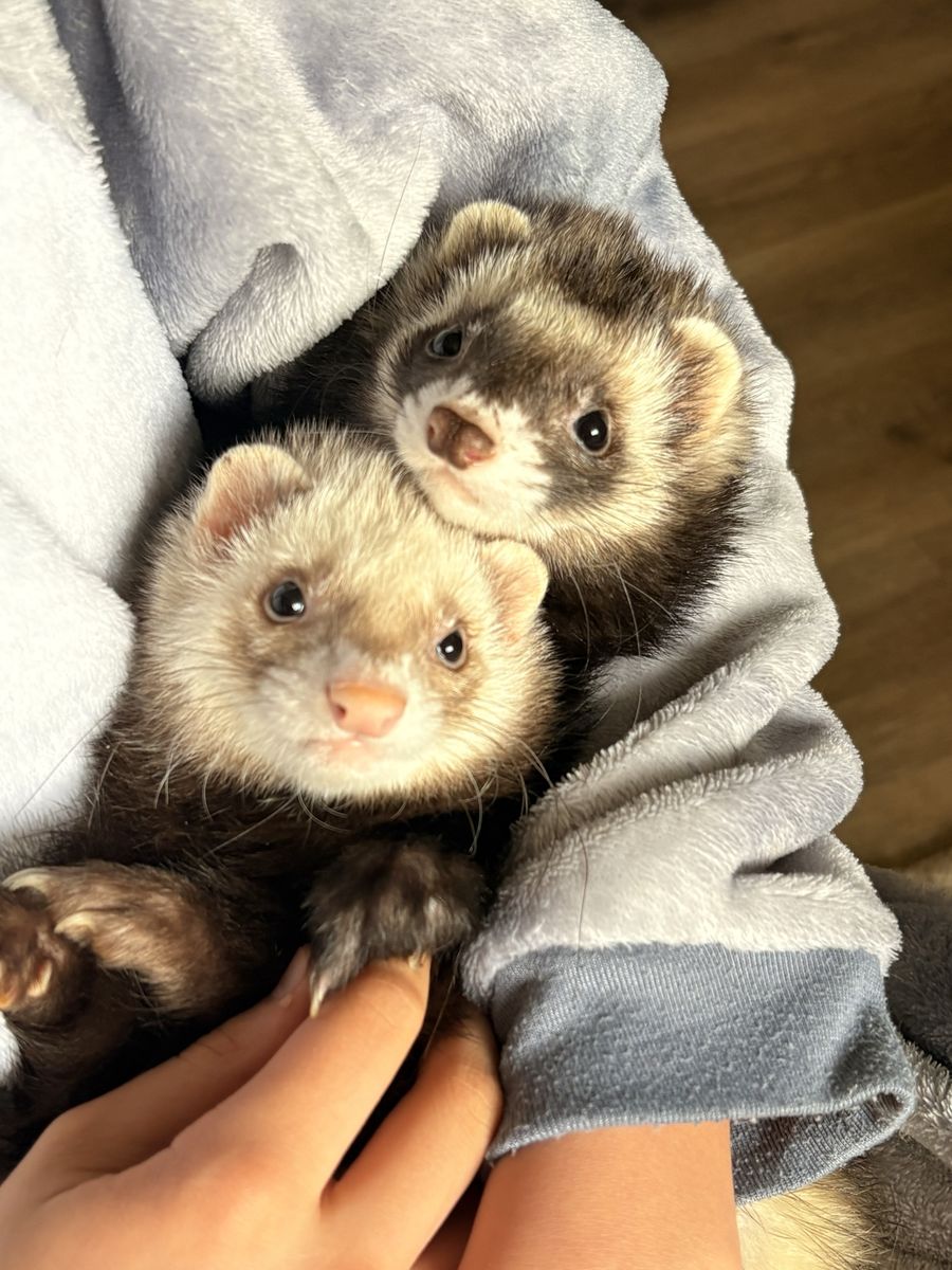 2 Friendly Ferrets w/ cage and supplies