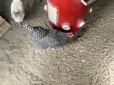Chicken